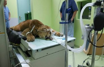 Neobičan pacijent: Pogledajte kako se liječi lavica na Veterinarskom fakultetu u Sarajevu