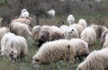 Bankrotirala: Folkerka napušta estradu i odlazi da čuva ovce!