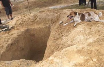 TUŽNO:Pas Bobby pješačio 4 km na sahranu svoje gazdarice (FOTO)